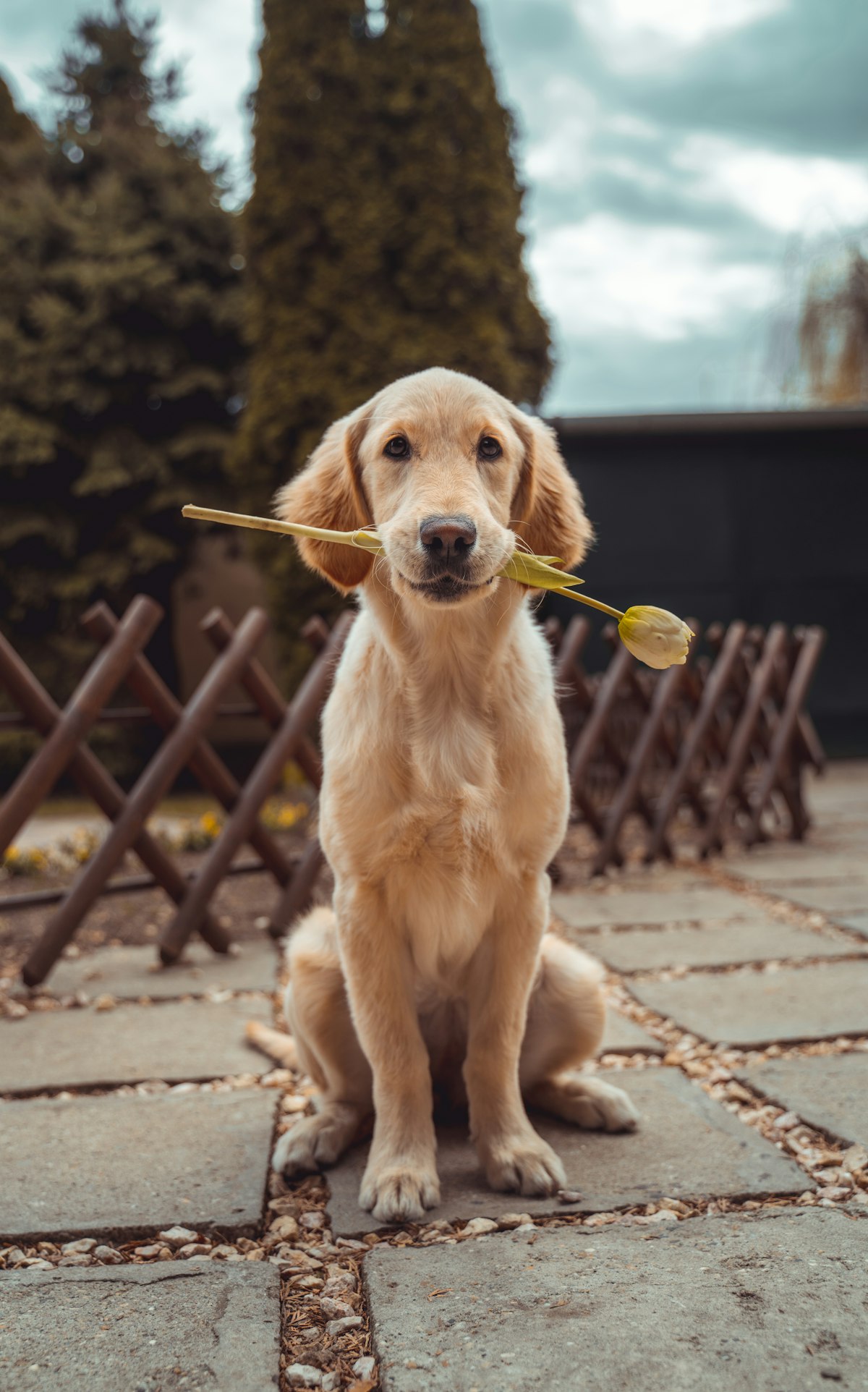 Grooming & Care