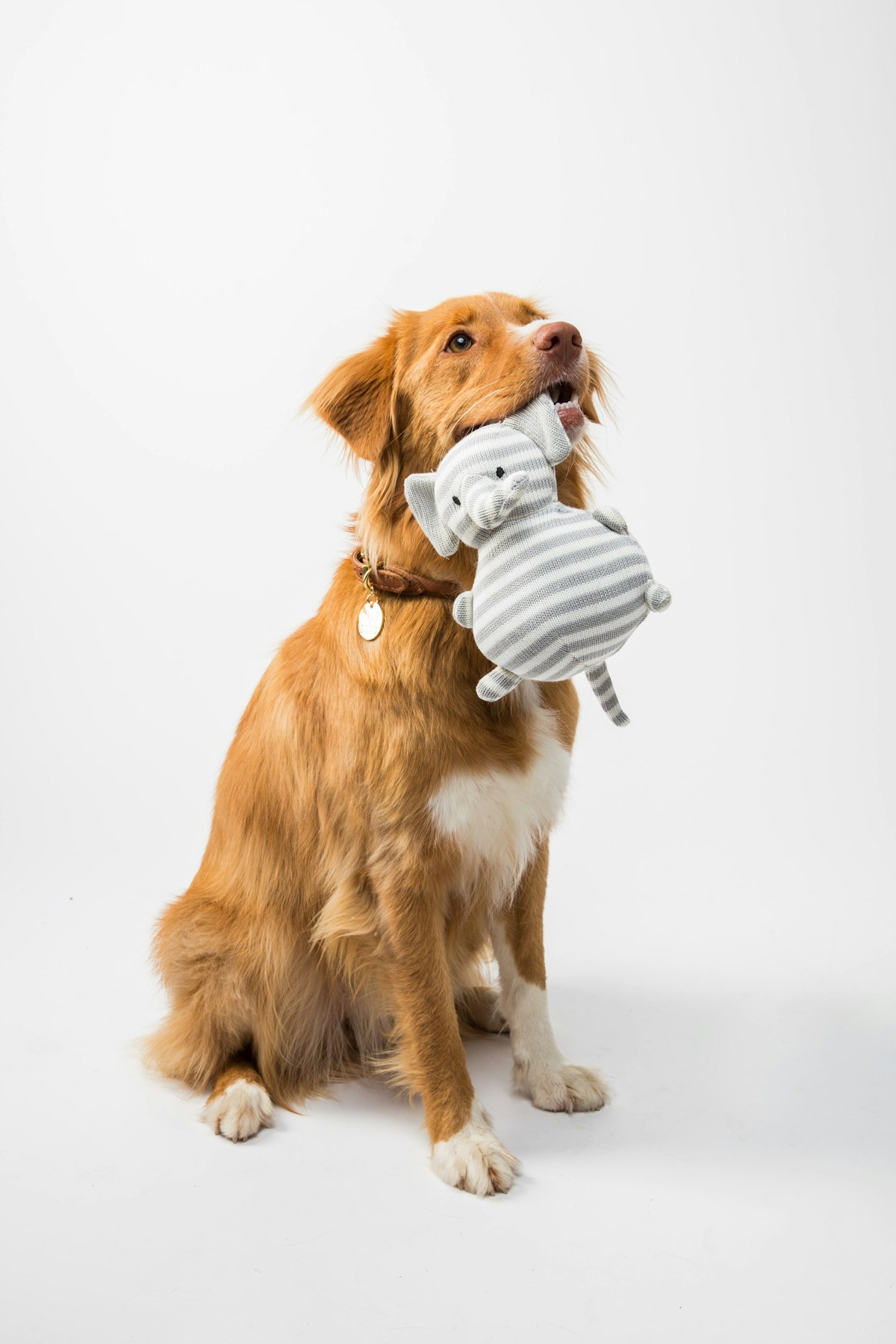 Pet Beds & Mats