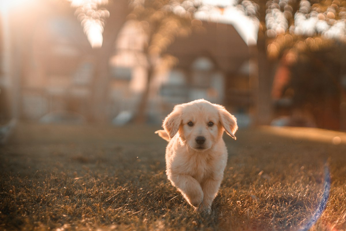 Pet Toys