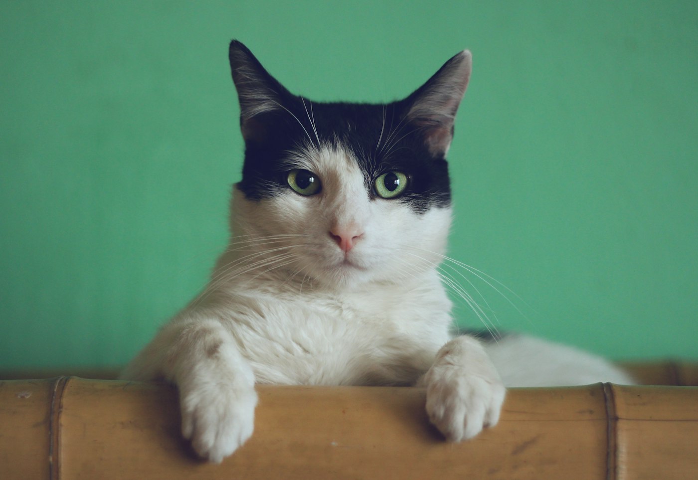 Enclosed Cat Litter Box