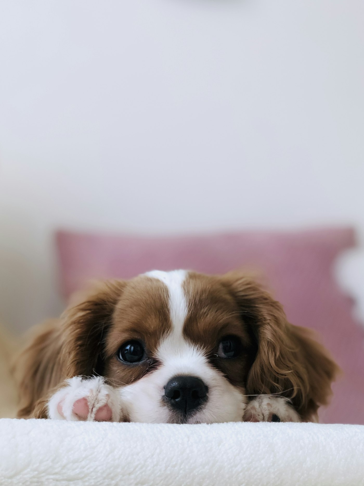 Natural Latex Squeaky Toy